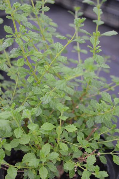 Oregano, Dominikanischer (Pflanze)